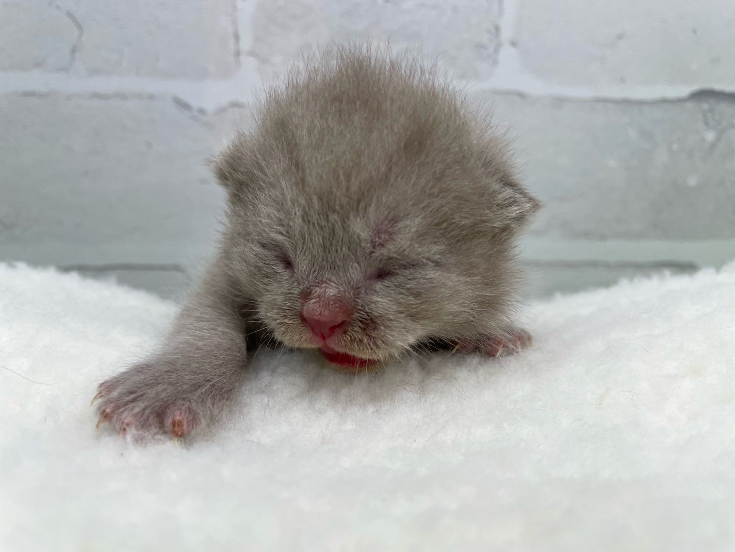 ブリティッシュショートヘアー