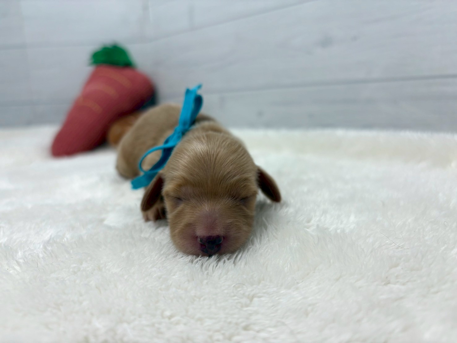 ミニチュア・ダックスフンド