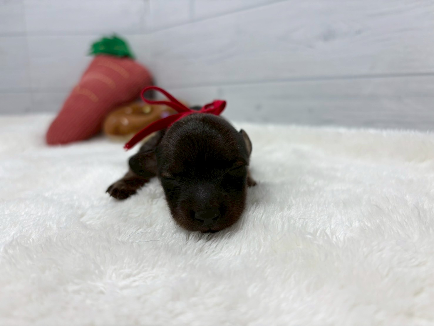 ミニチュア・ダックスフンド