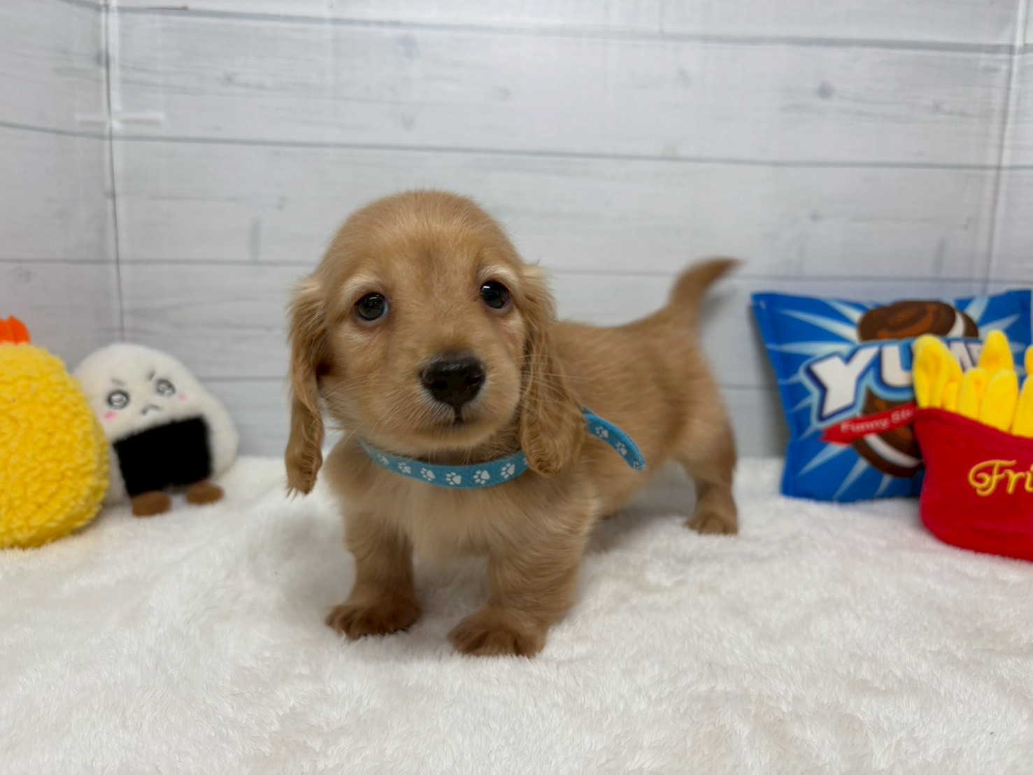 ミニチュア・ダックスフンド