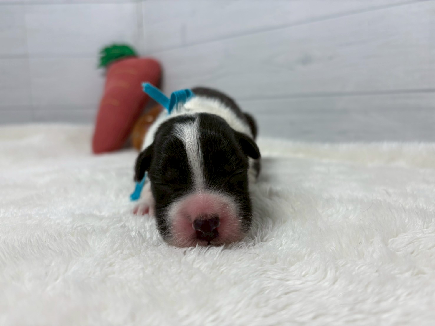 ボーダーコリー