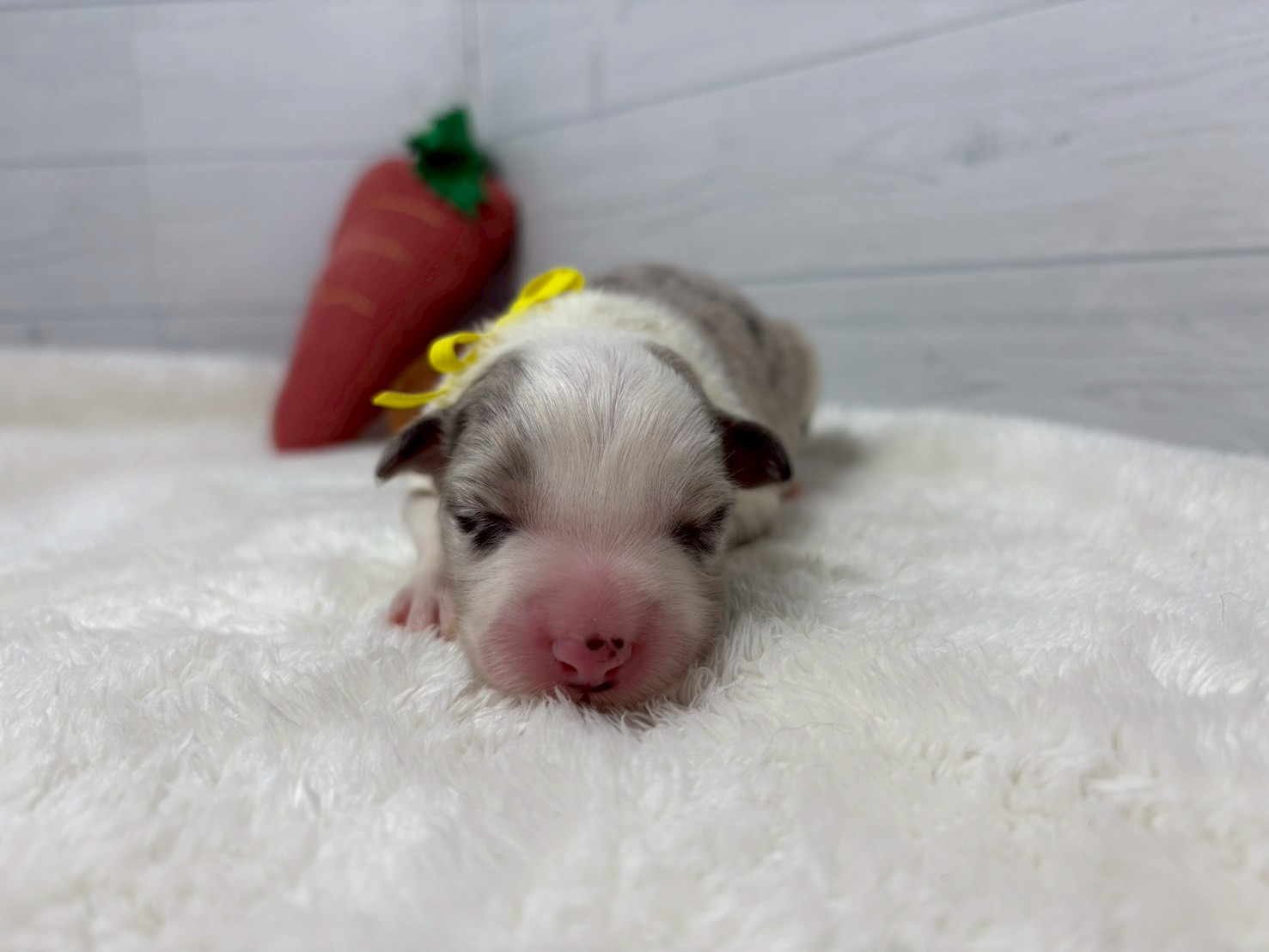 ボーダーコリー