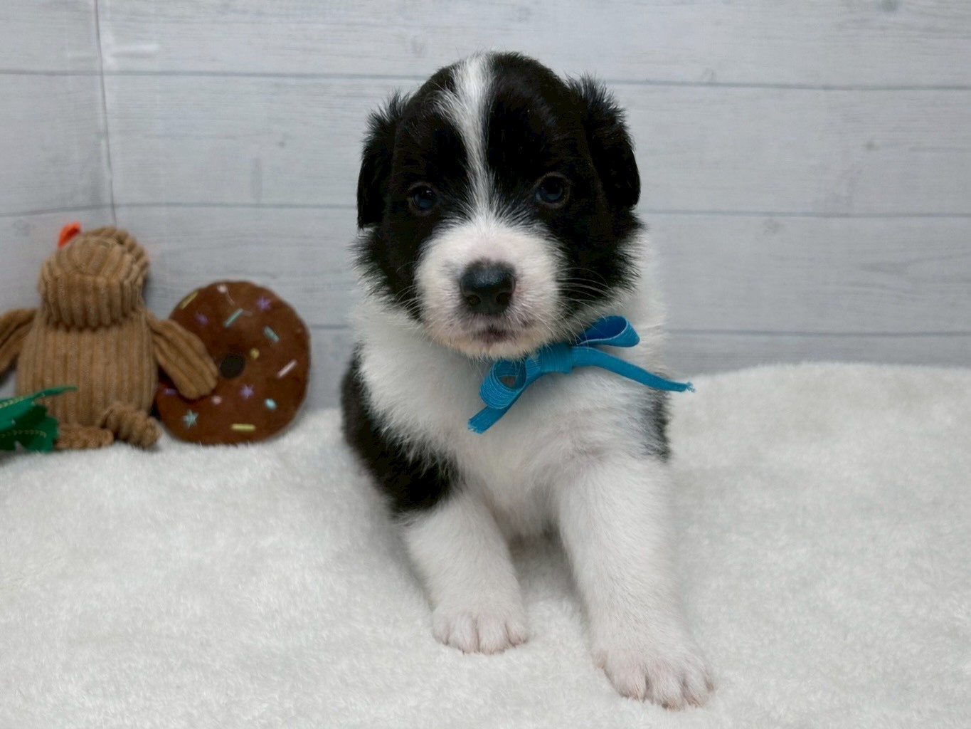 ボーダーコリー