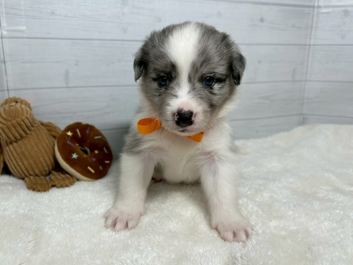 ボーダーコリー