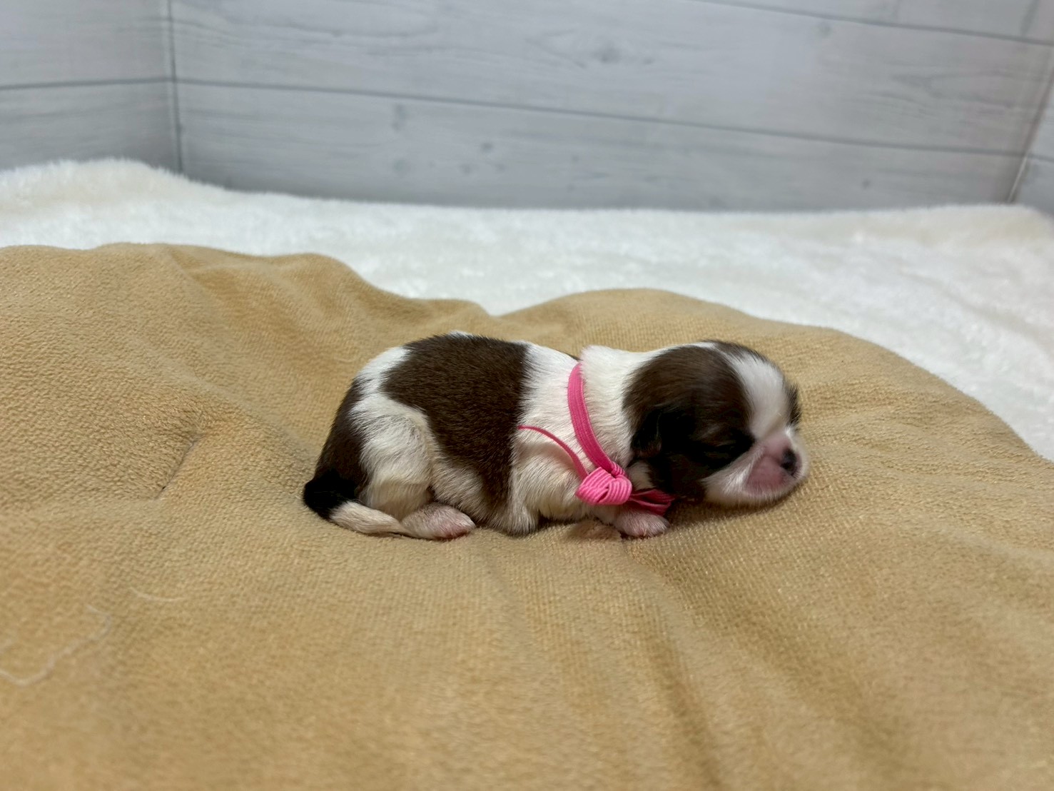 赤ちゃん写真1-2