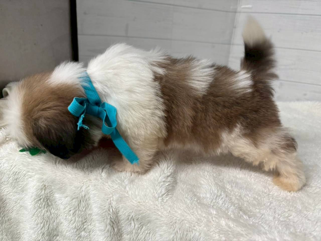 赤ちゃん写真3-2