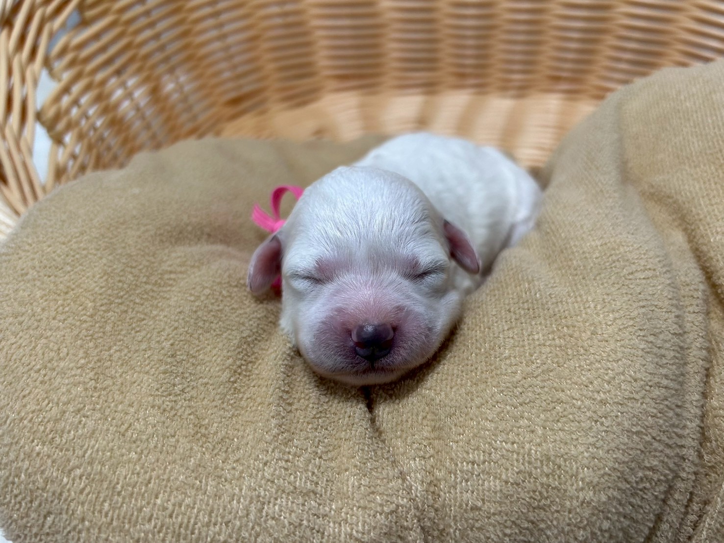 ビション・フリーゼ