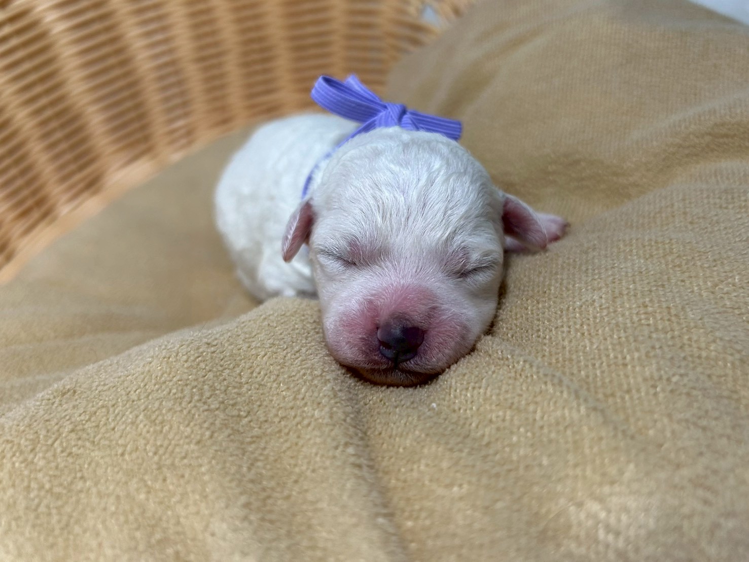 ビション・フリーゼ