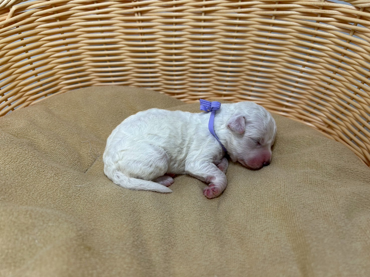 赤ちゃん写真1-2