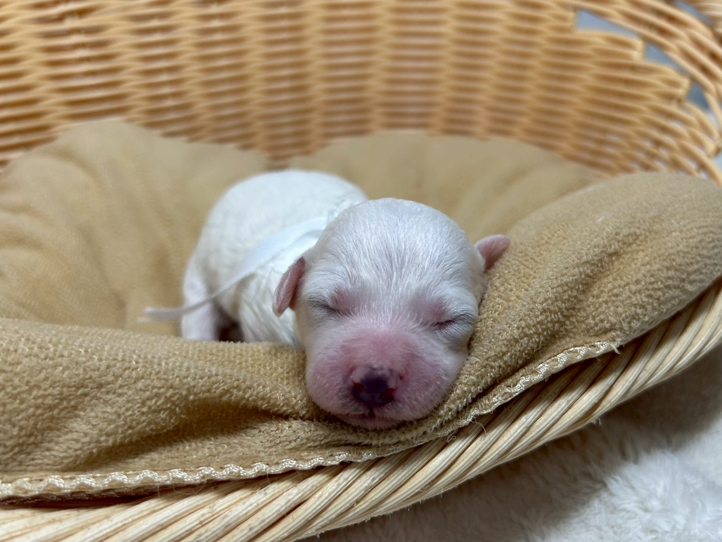 ビション・フリーゼ