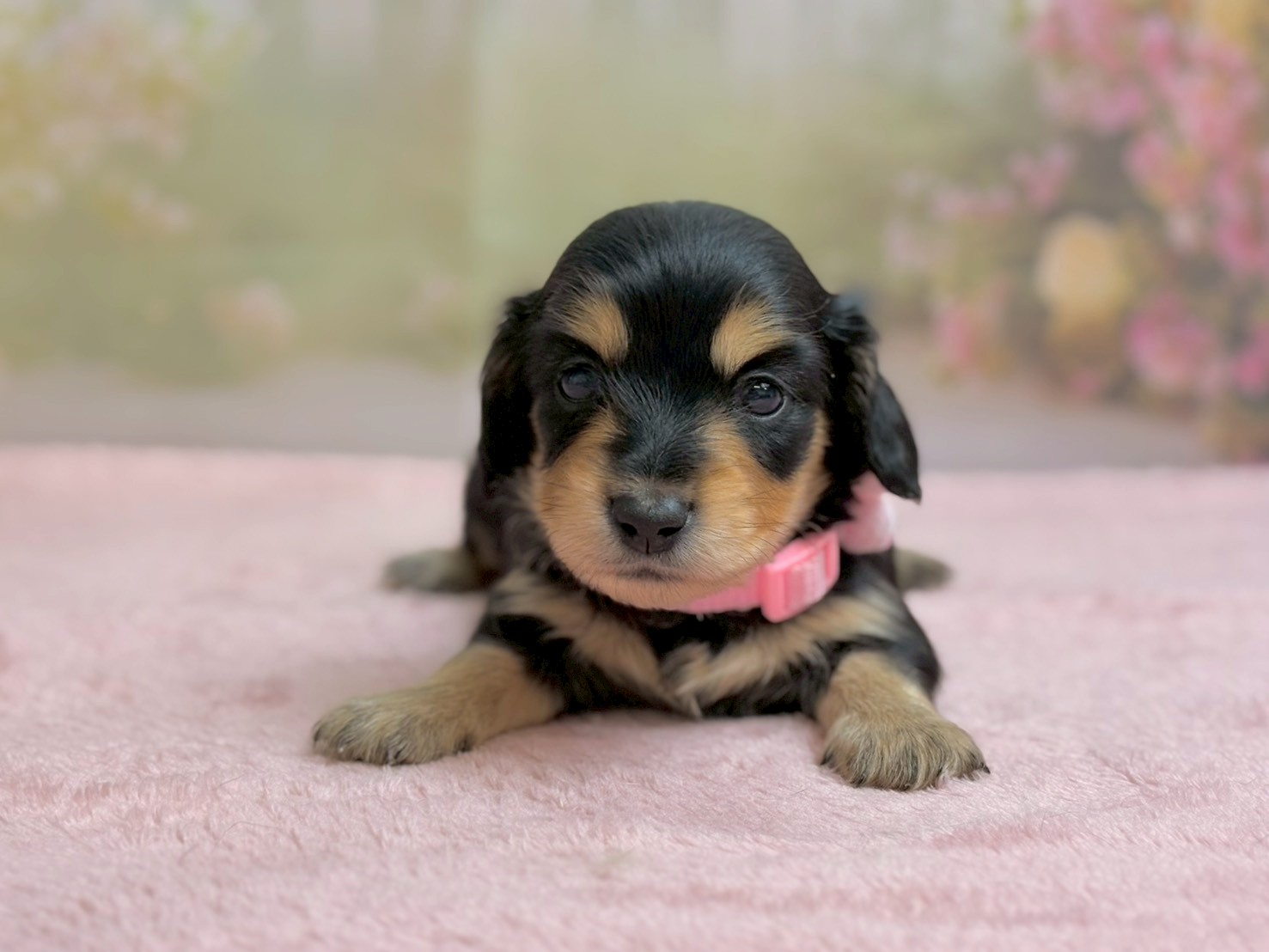 ミニチュア・ダックスフンド