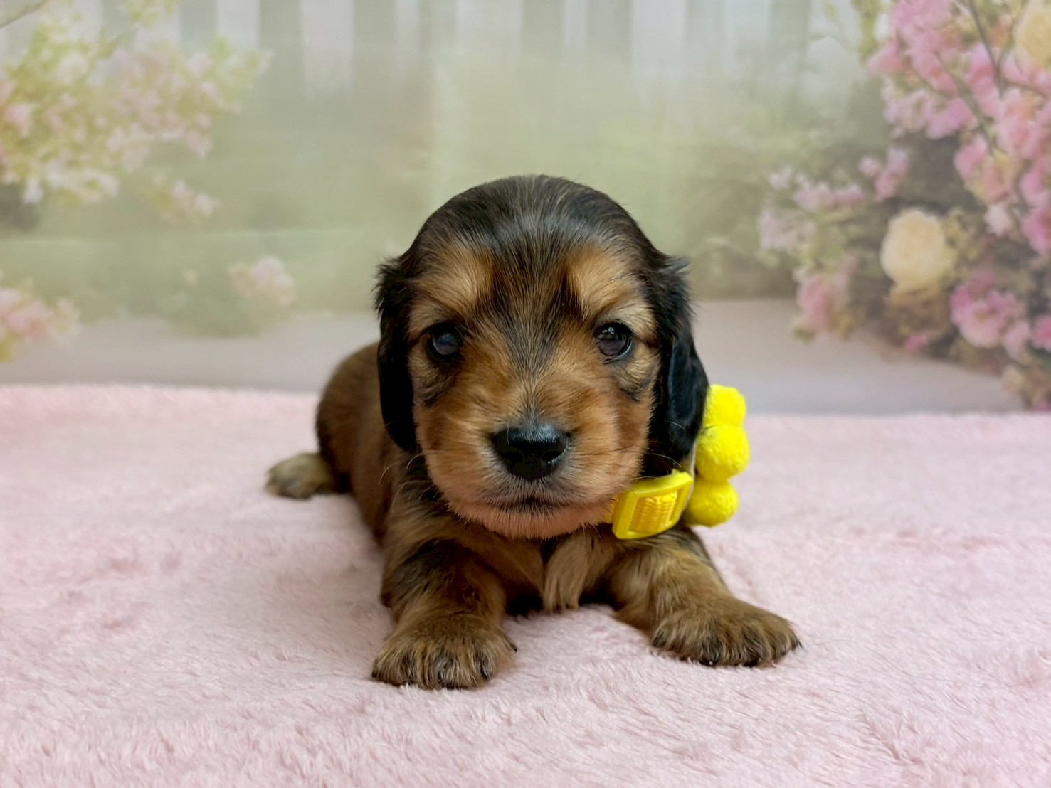 ミニチュア・ダックスフンド