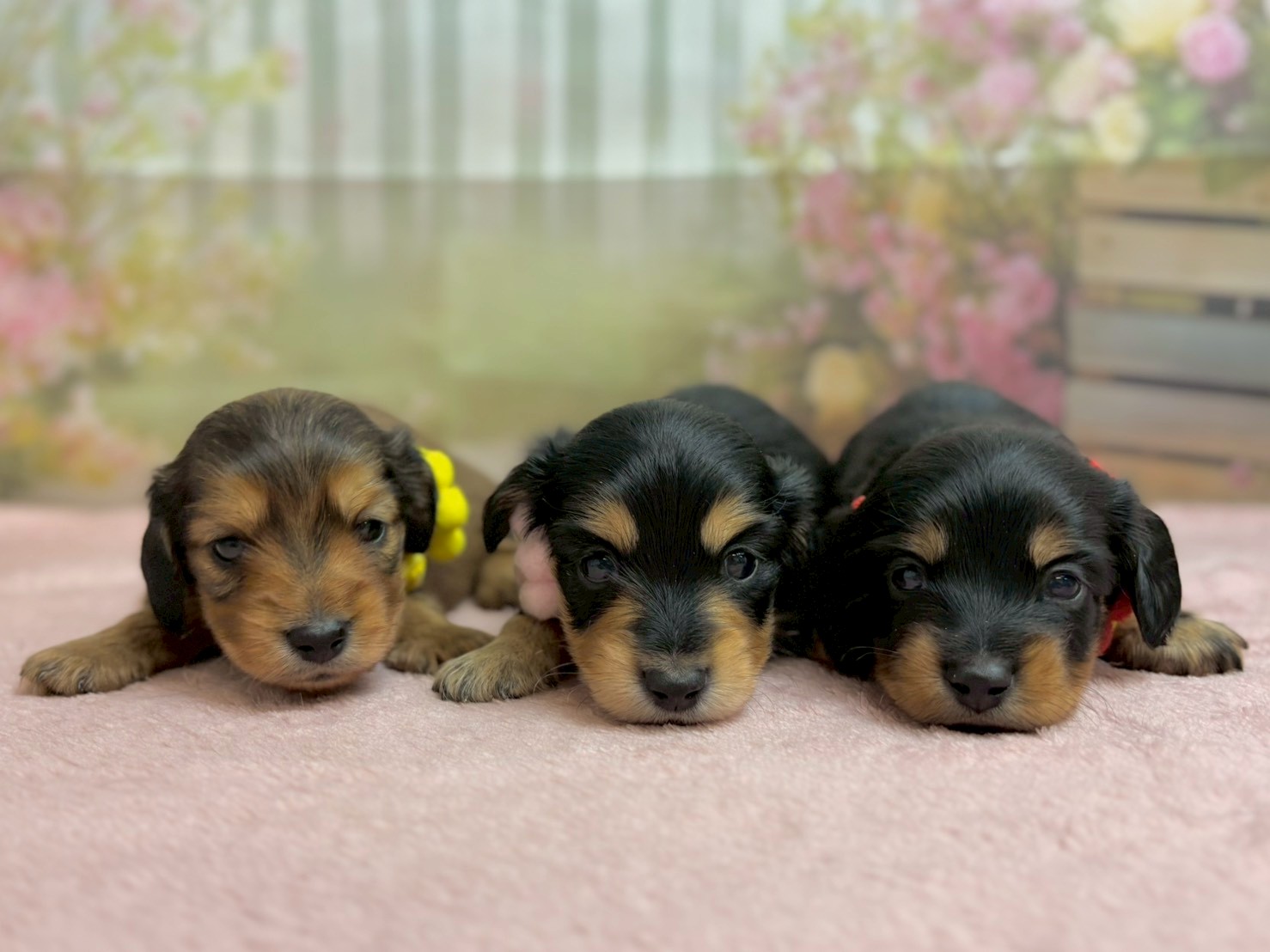 赤ちゃん写真2-3