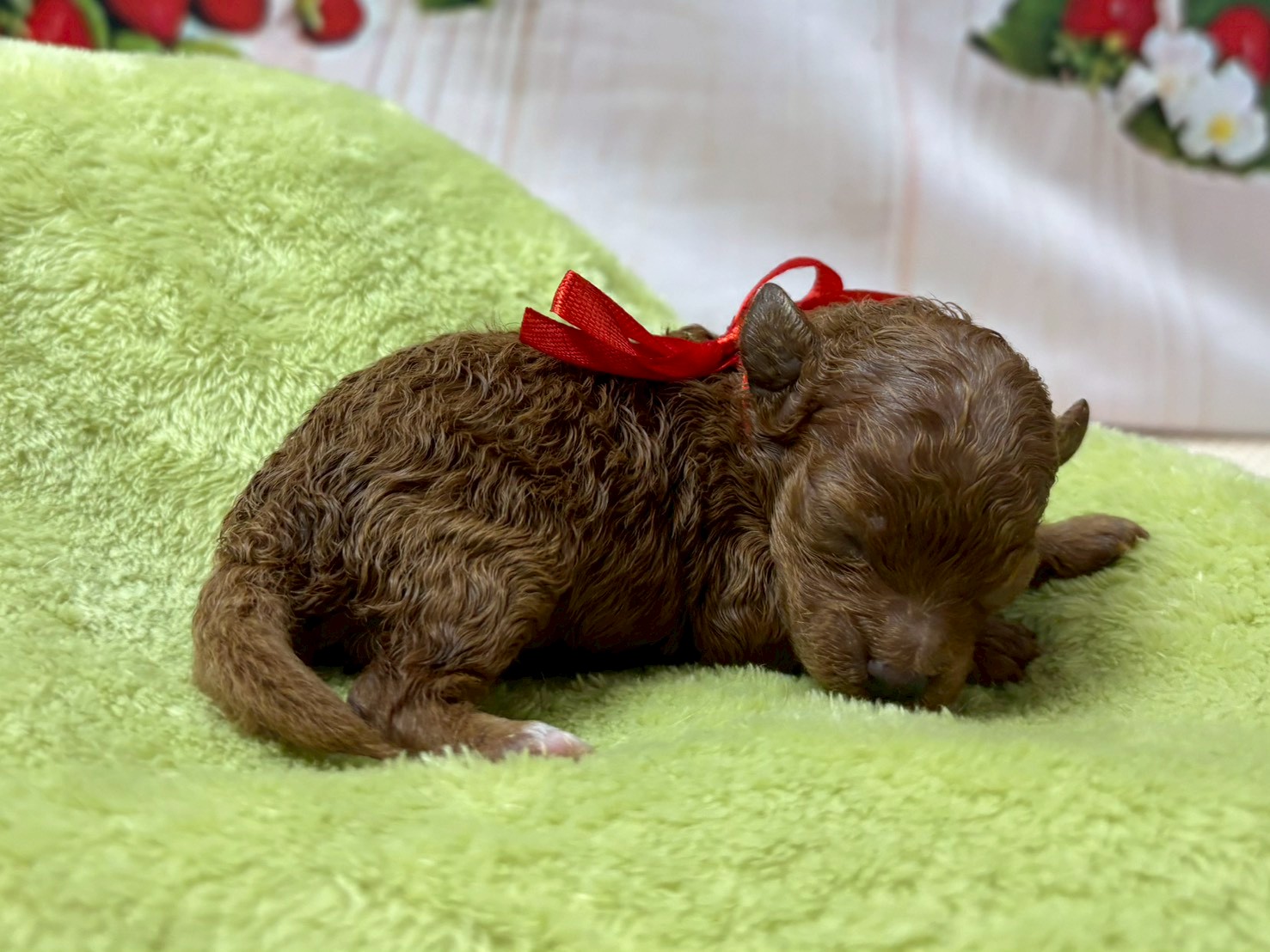 赤ちゃん写真1-2