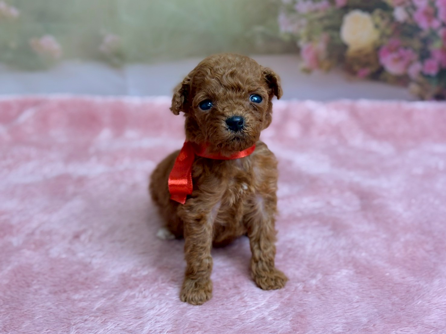 トイ・プードル