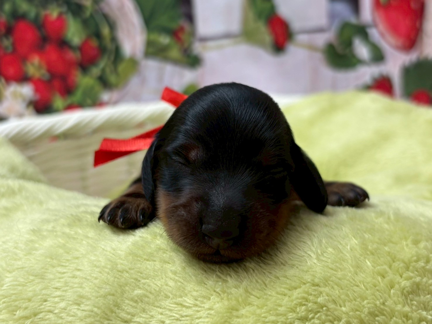 ミニチュア・ダックスフンド