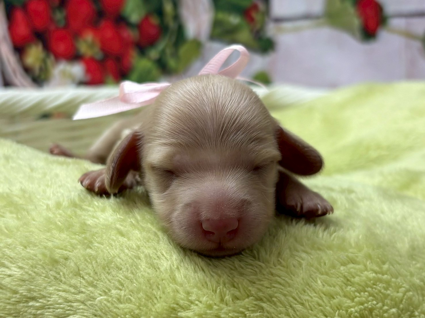 ミニチュア・ダックスフンド