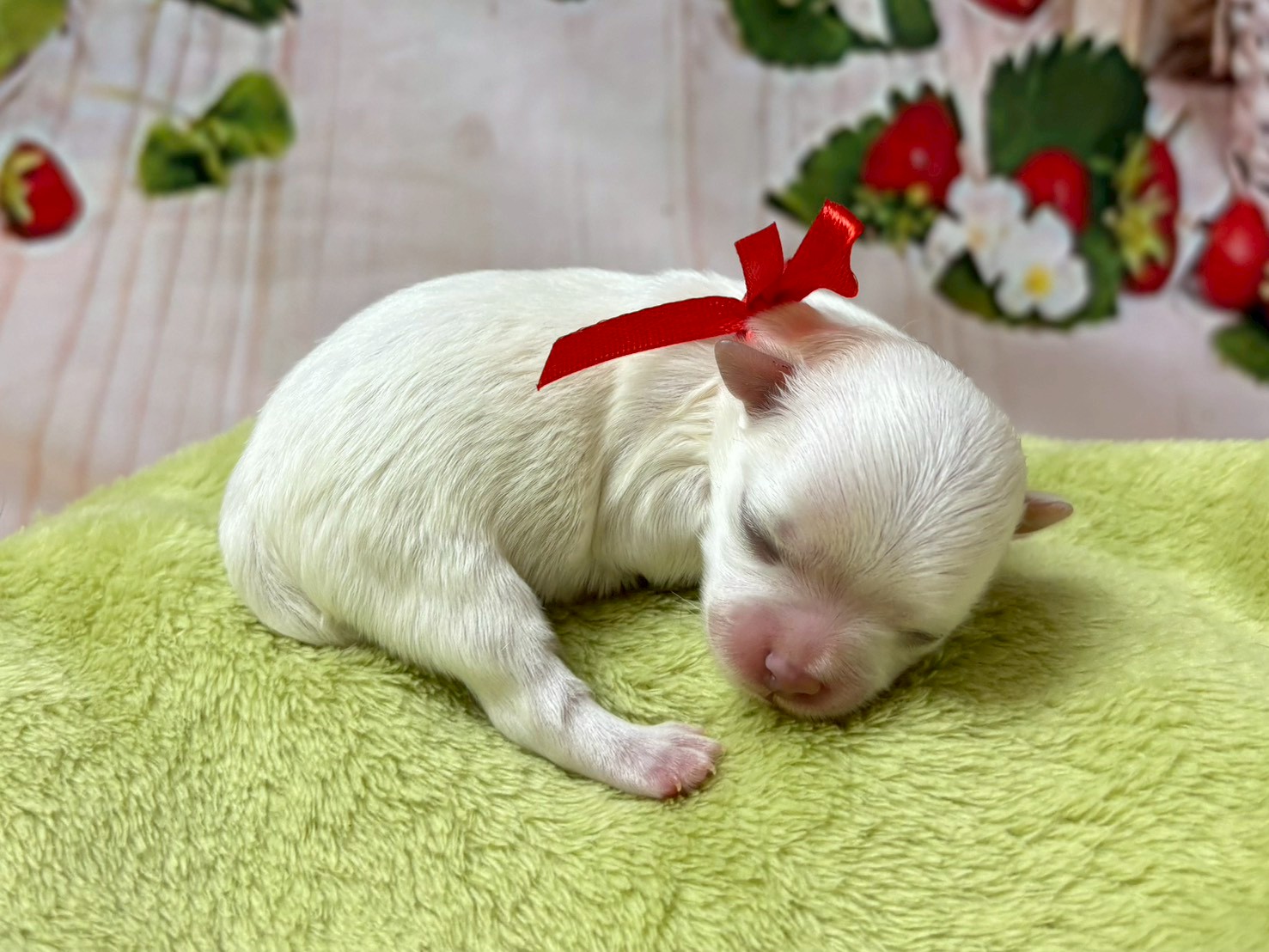 赤ちゃん写真1-2