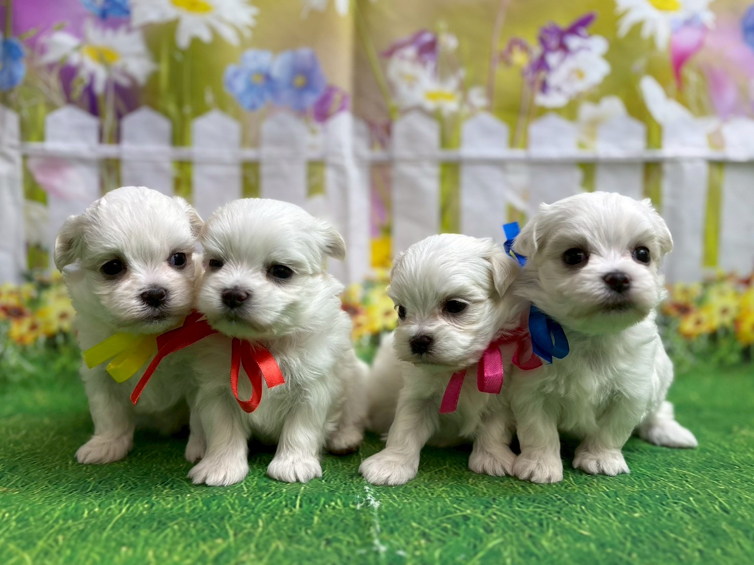 赤ちゃん写真2-3