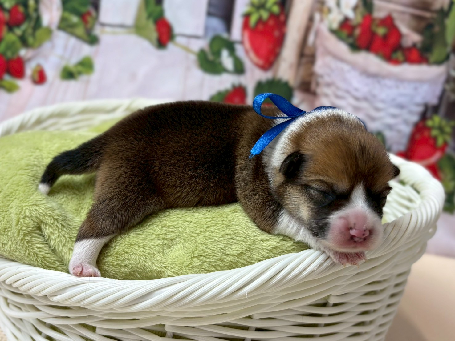 赤ちゃん写真1-2