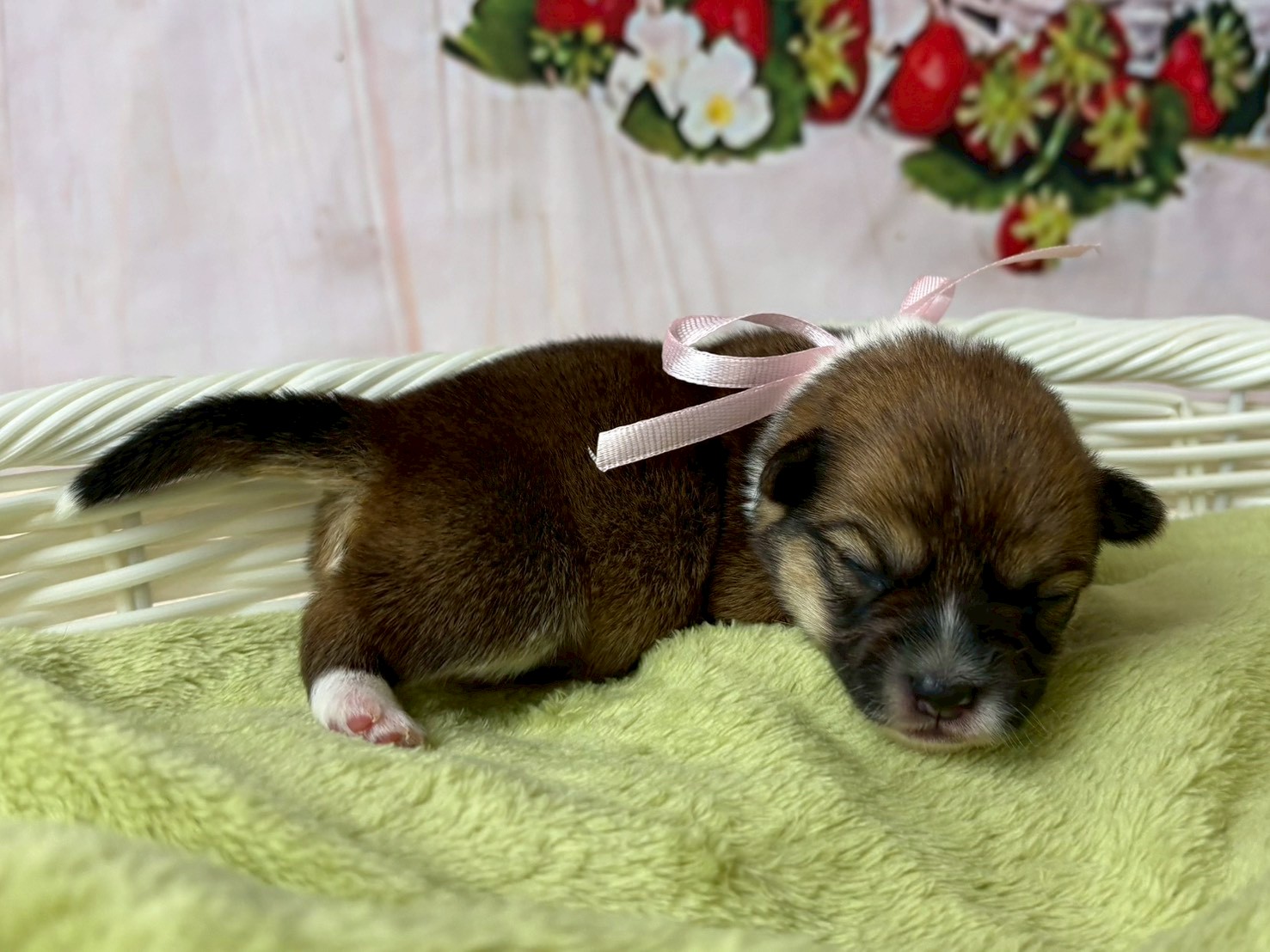 赤ちゃん写真1-2