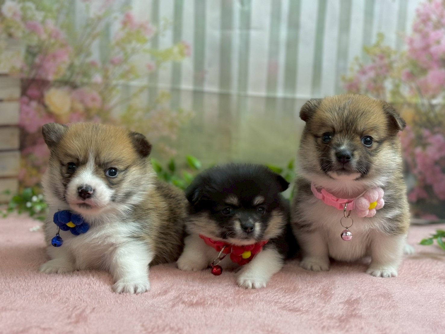 赤ちゃん写真2-3