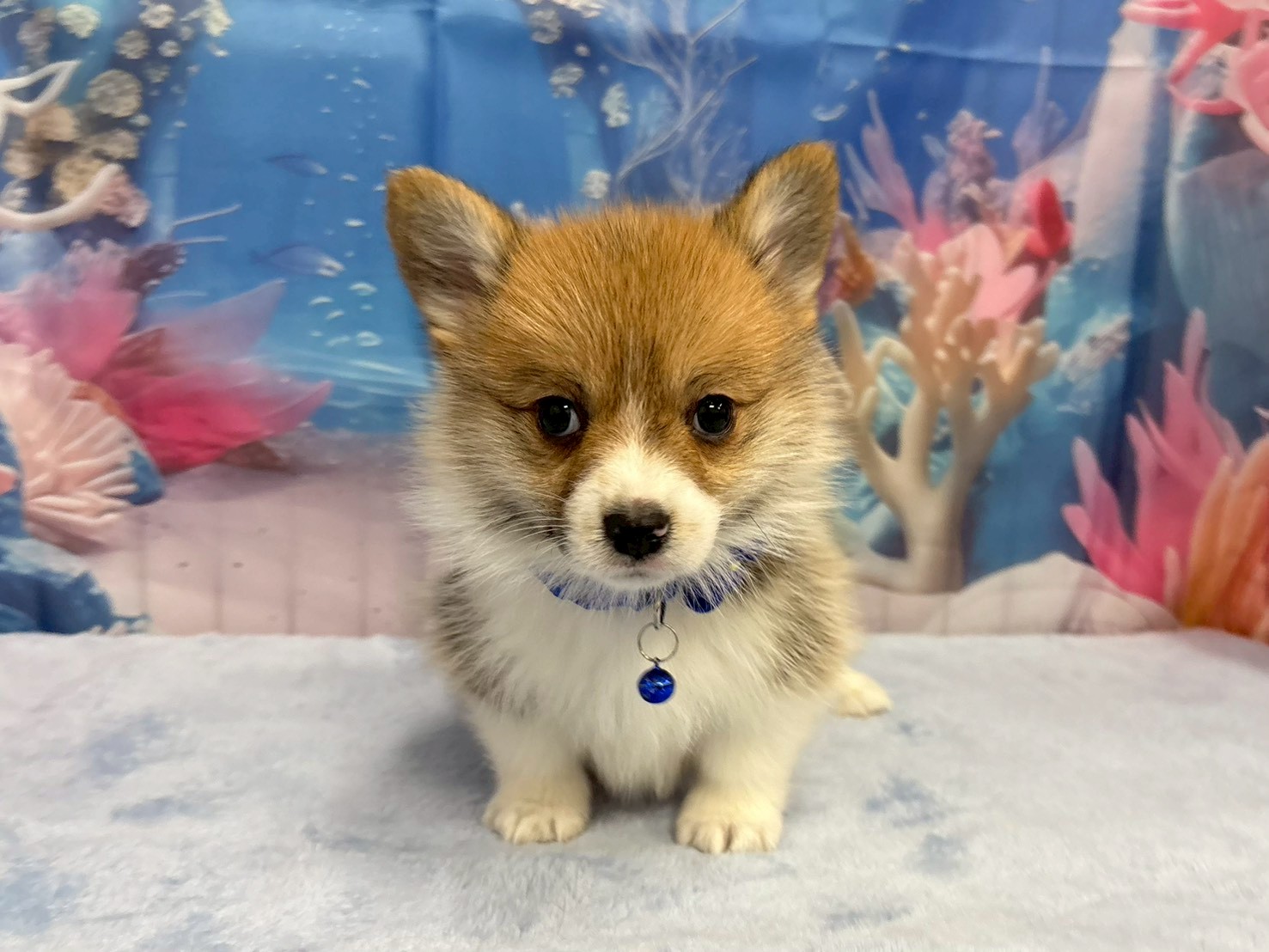 赤ちゃん写真3-1