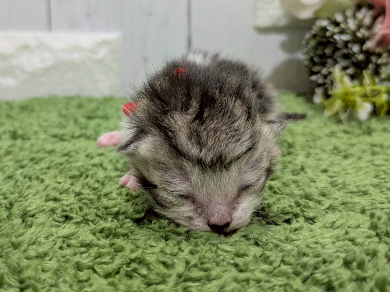 スコティッシュフォールド