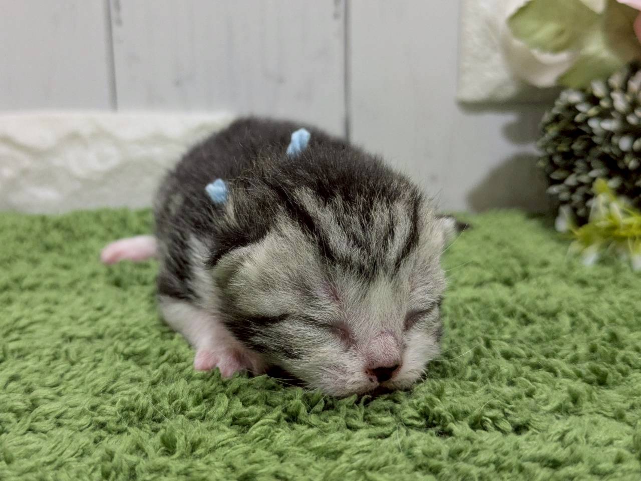 スコティッシュフォールド