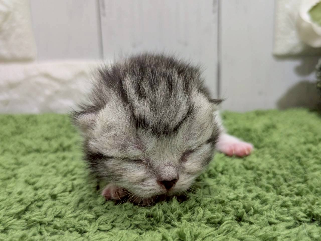 スコティッシュフォールド