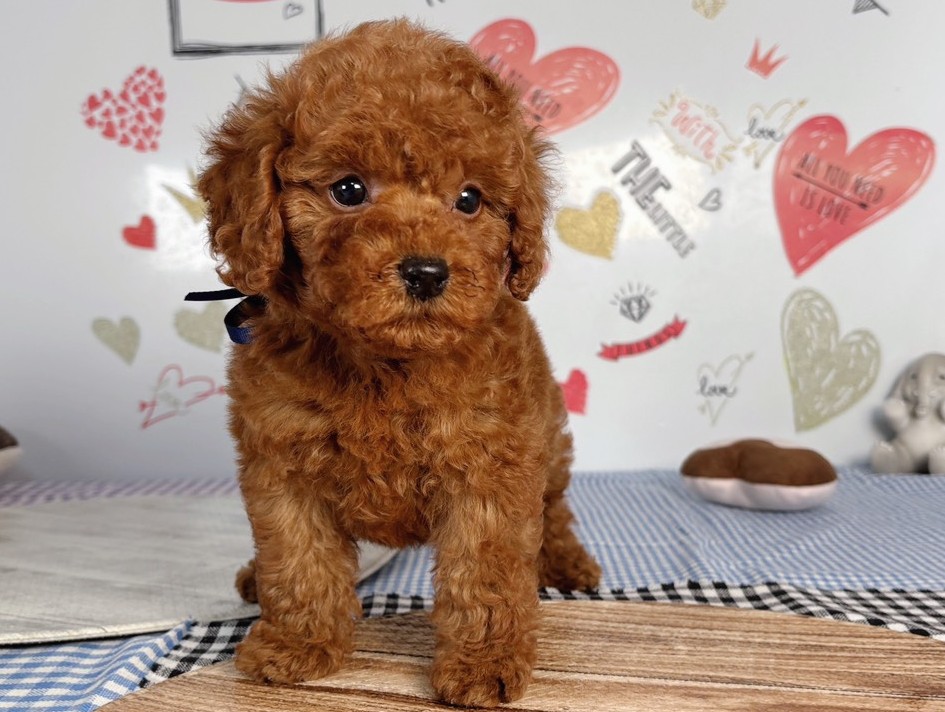 トイ・プードル