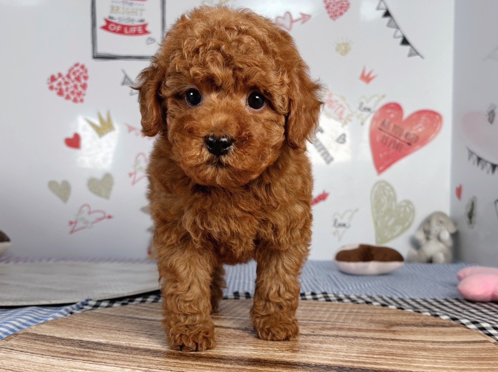 トイ・プードル