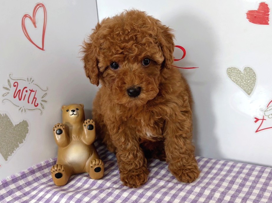 トイ・プードル