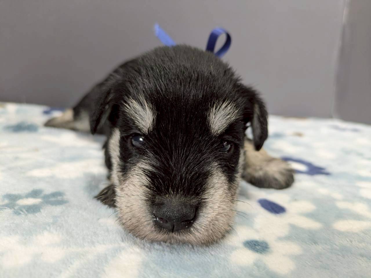 ミニチュア・シュナウザー