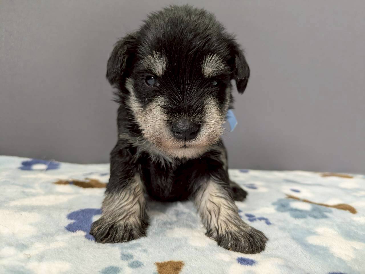 ミニチュア・シュナウザー