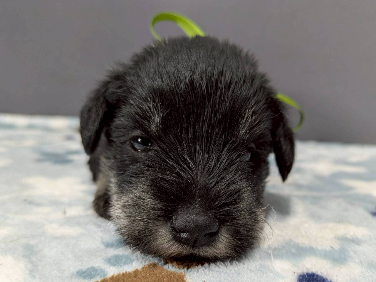 ミニチュア・シュナウザー