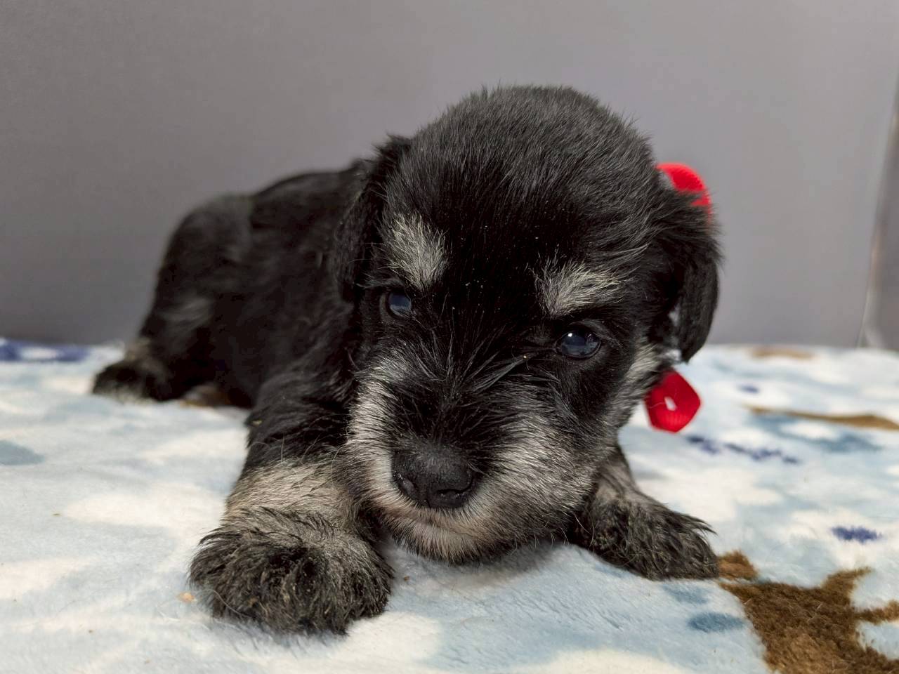 ミニチュア・シュナウザー