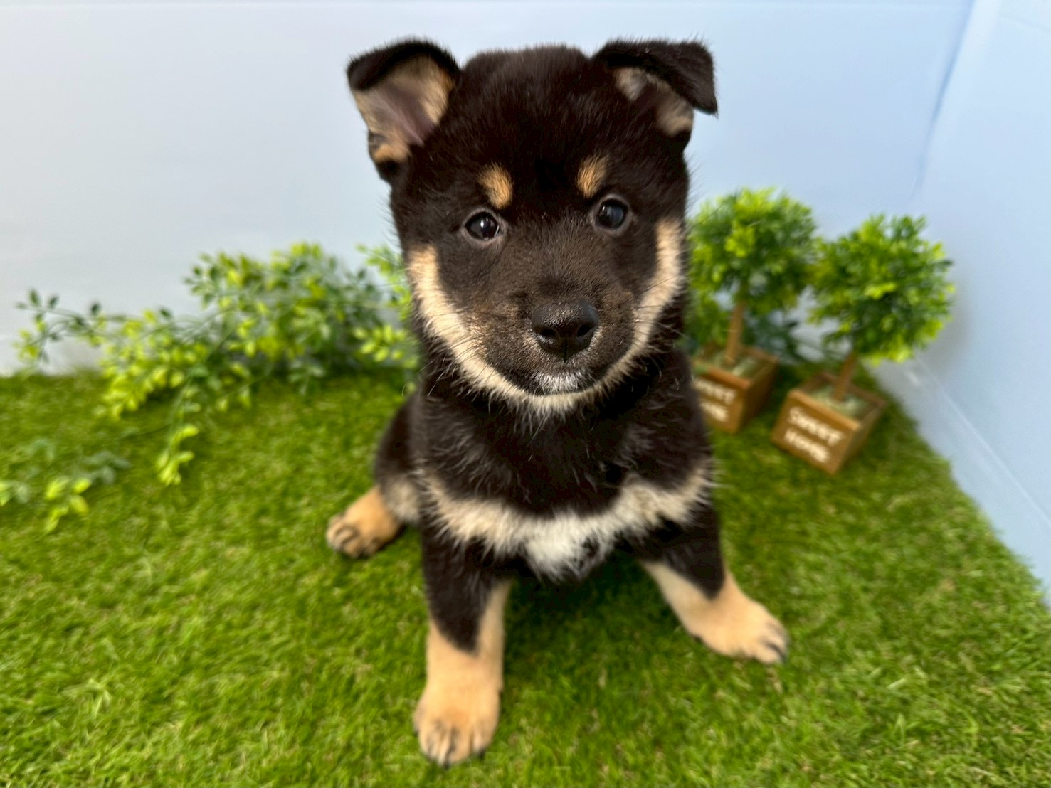 赤ちゃん写真3-1