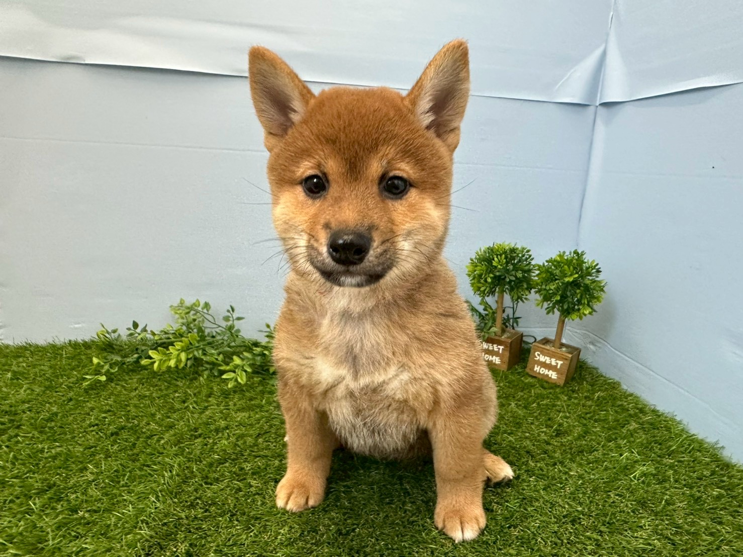 赤ちゃん写真3-1