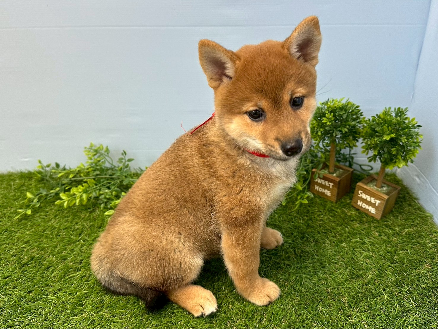 赤ちゃん写真3-2