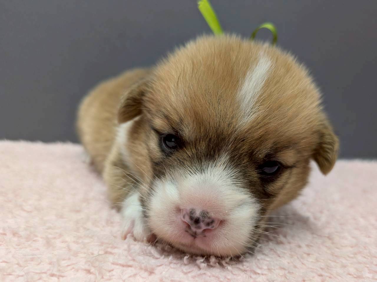 ウェルシュ・コーギー・ペンブローク