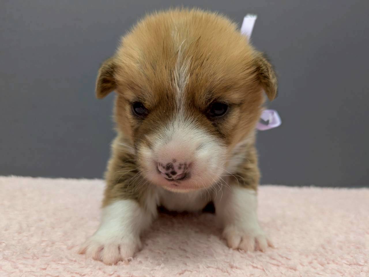 ウェルシュ・コーギー・ペンブローク