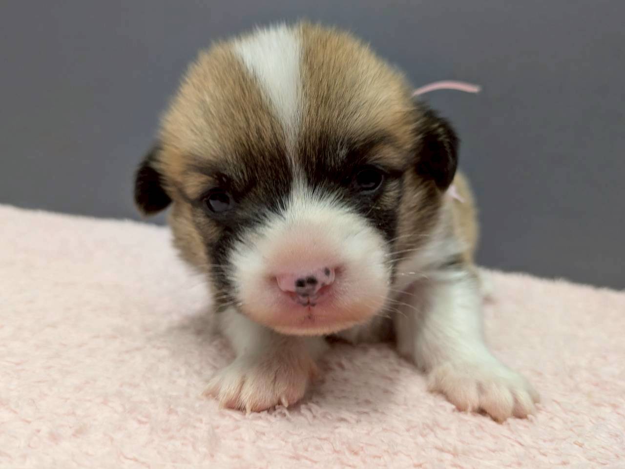 ウェルシュ・コーギー・ペンブローク