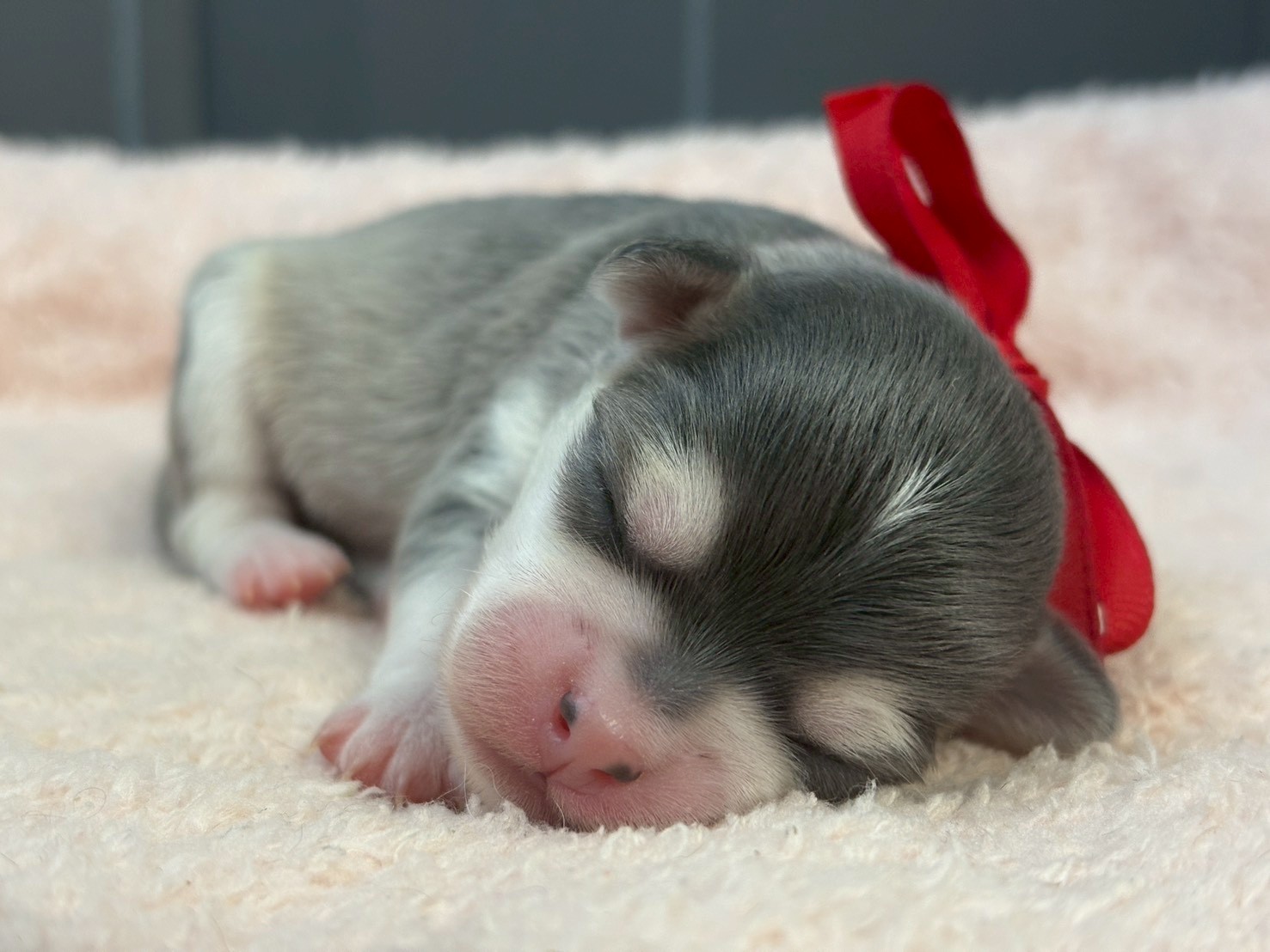 チワワ（ロングコート）