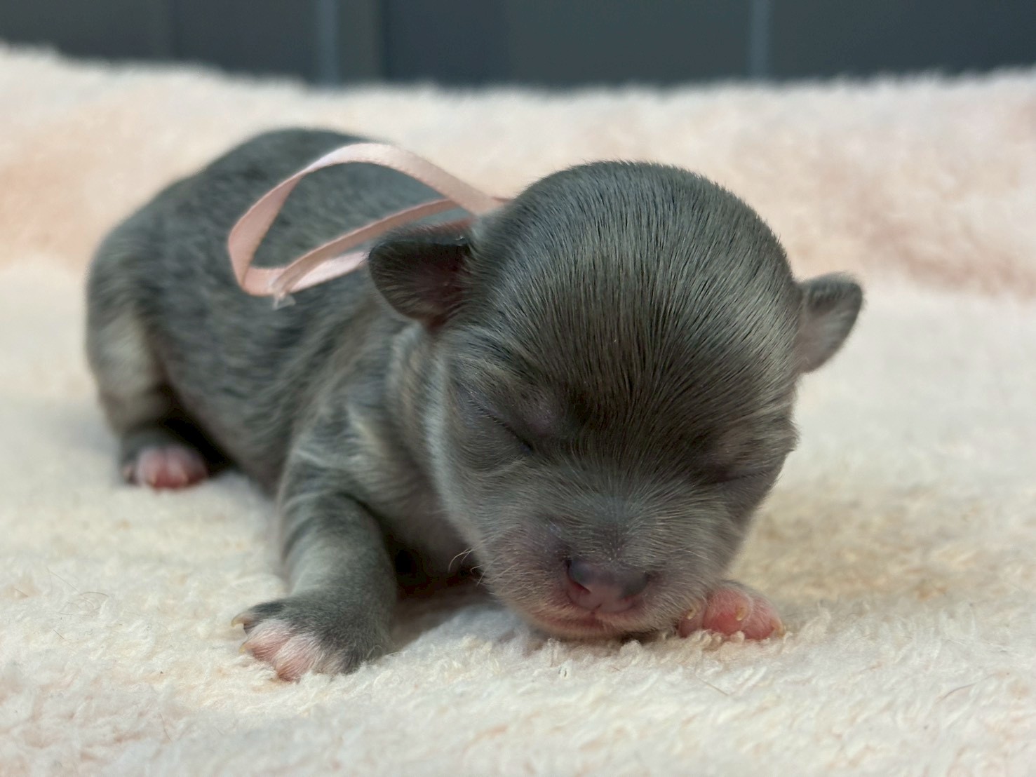 チワワ（ロングコート）