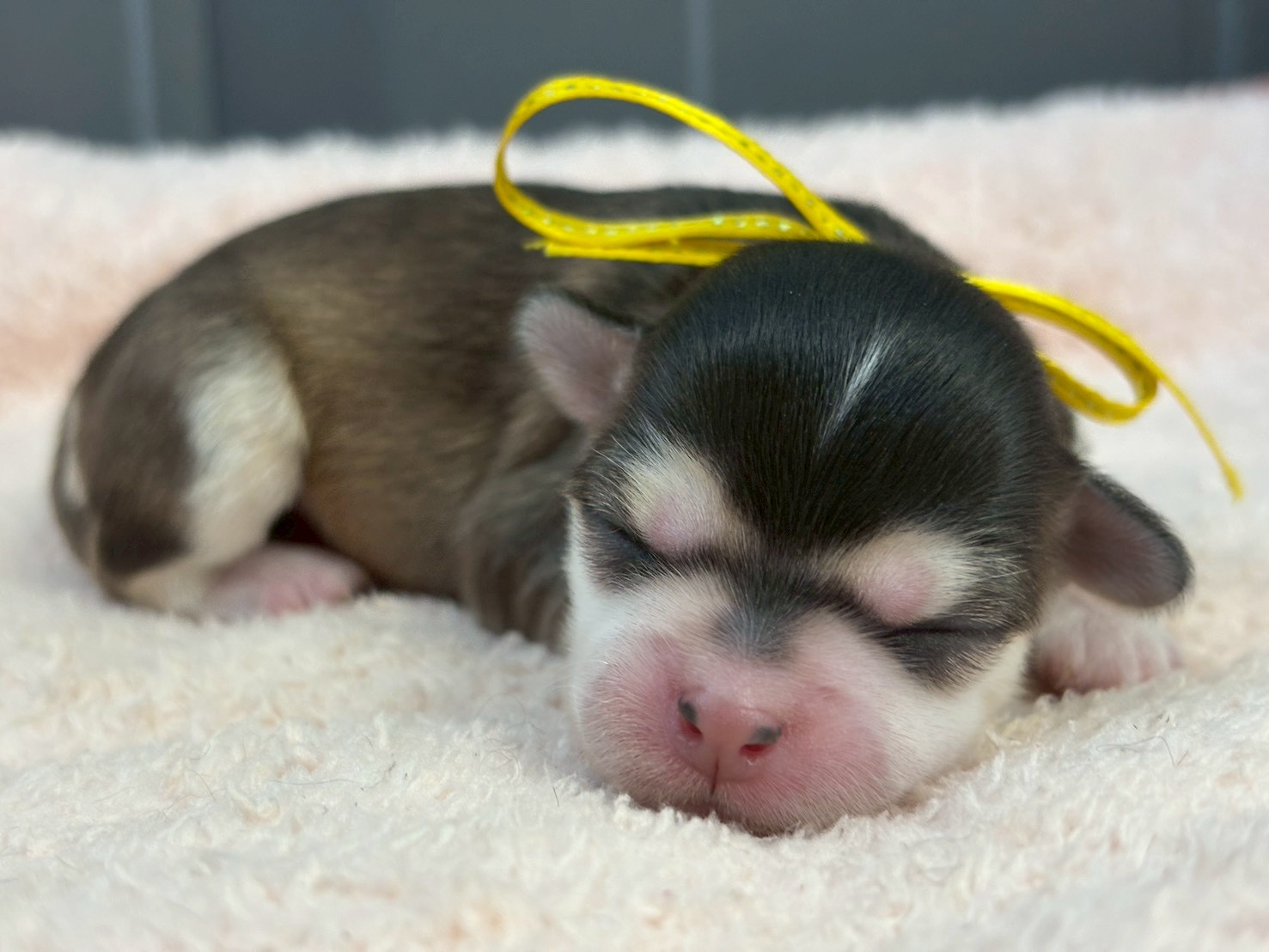 チワワ（ロングコート）