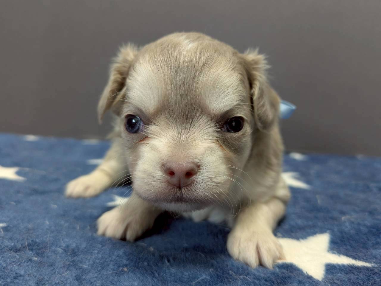 チワワ（ロングコート）