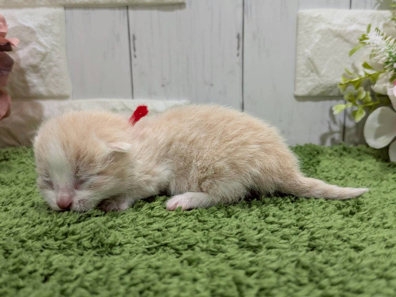 赤ちゃん写真1-2