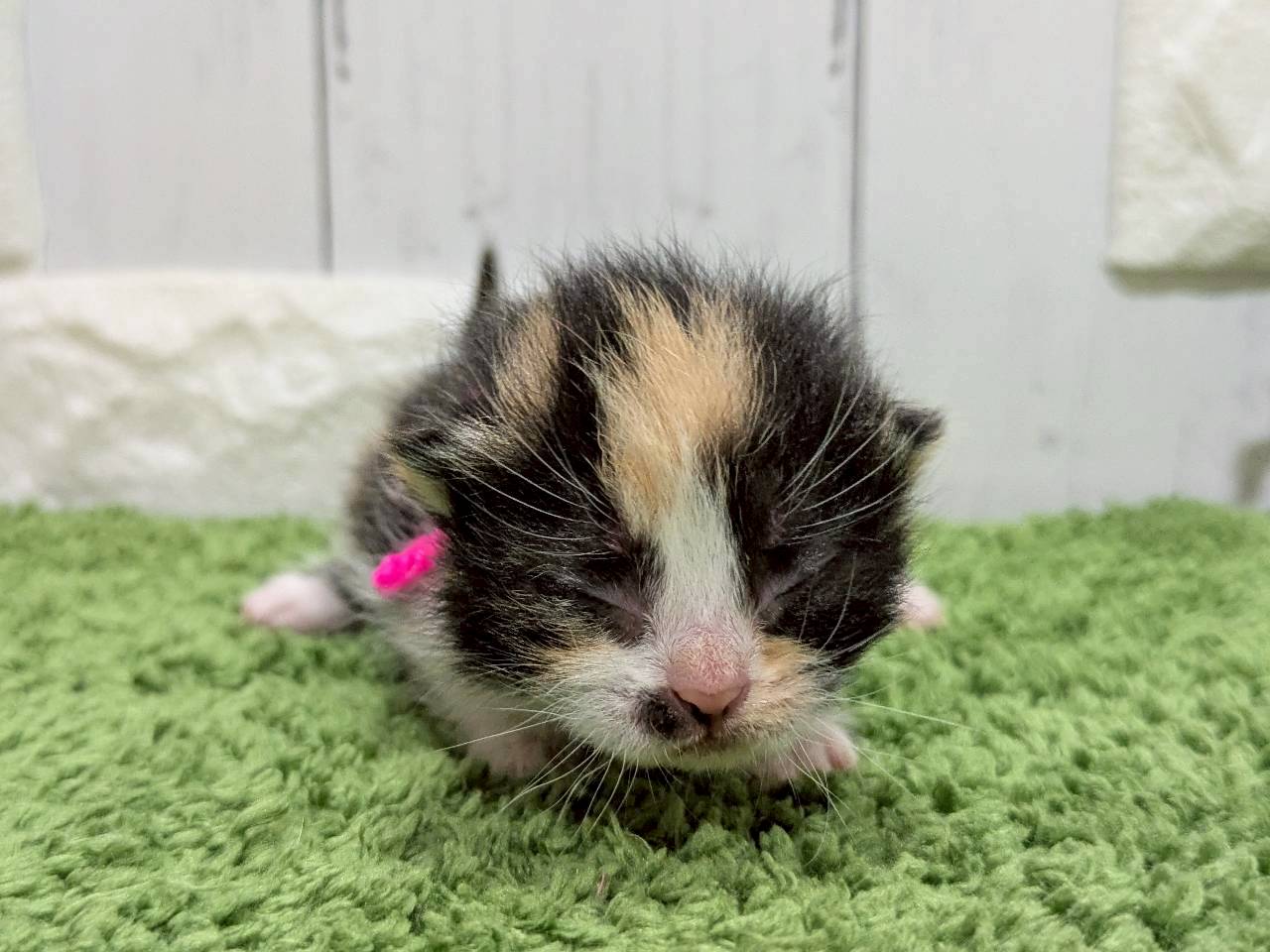 赤ちゃん写真1-1