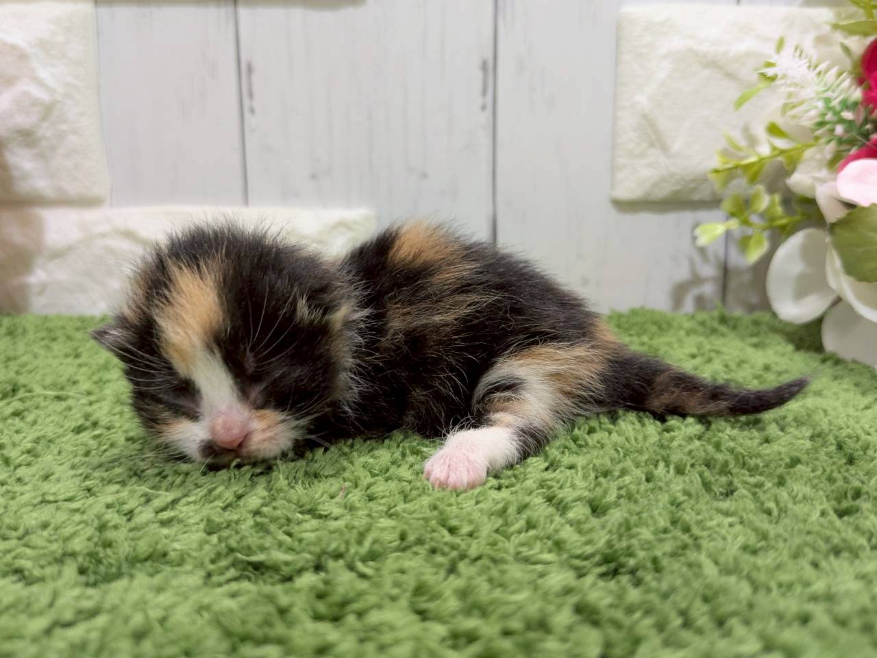 赤ちゃん写真1-2